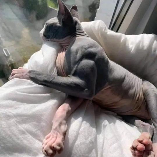 阿红（三角洲跑刀）