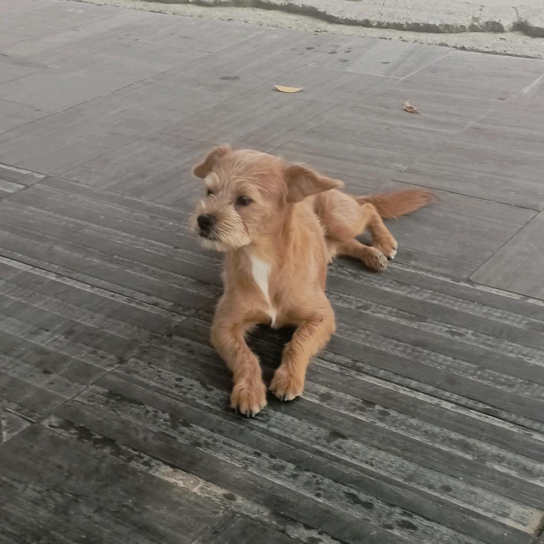 俊哥（有橱窗）