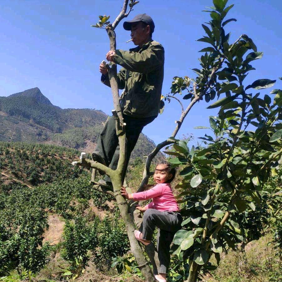 钟师傅（果树嫁接）