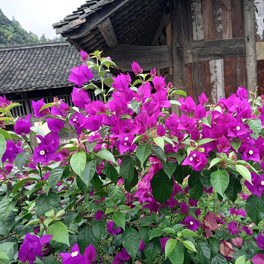 开心果