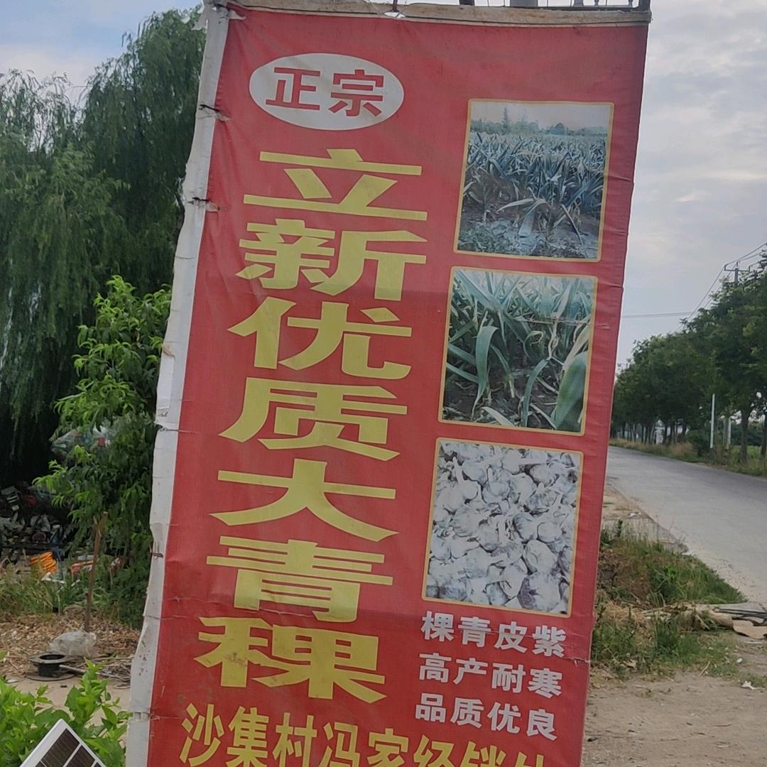 山西优质大青稞冯家点