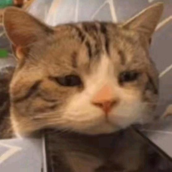 纸船呆猫