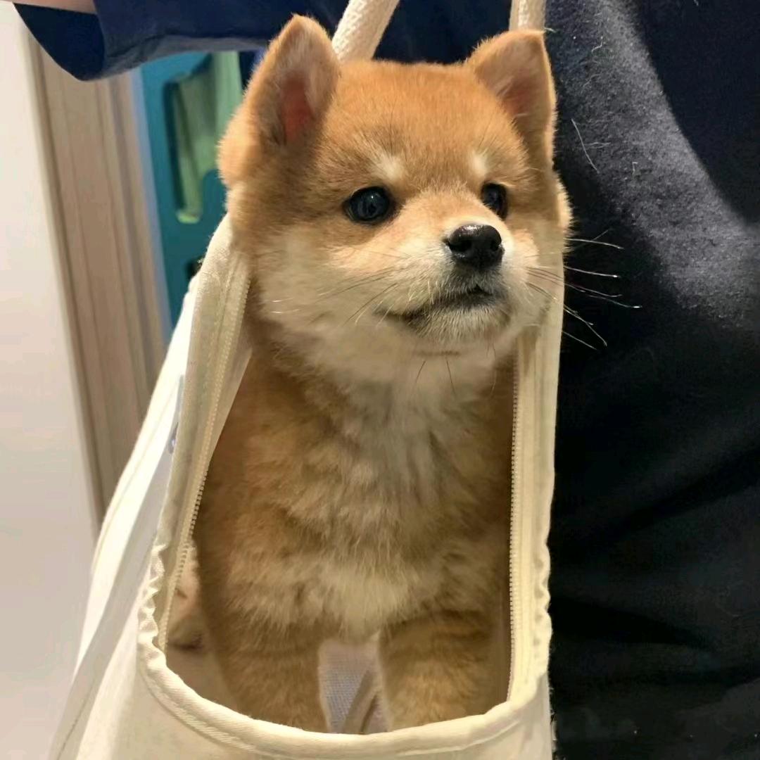 不画大饼的小张