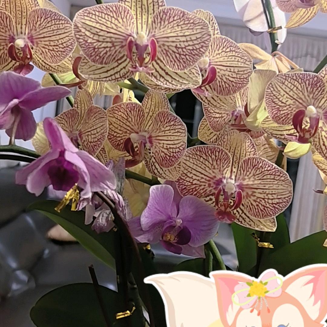 木棉花🌸🌹🌻