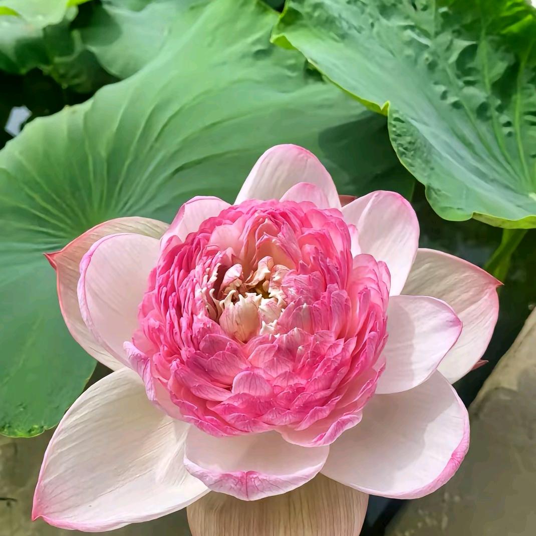 珍惜对我好的人中午11点10分开播