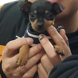 满满是只小鹿犬🦌