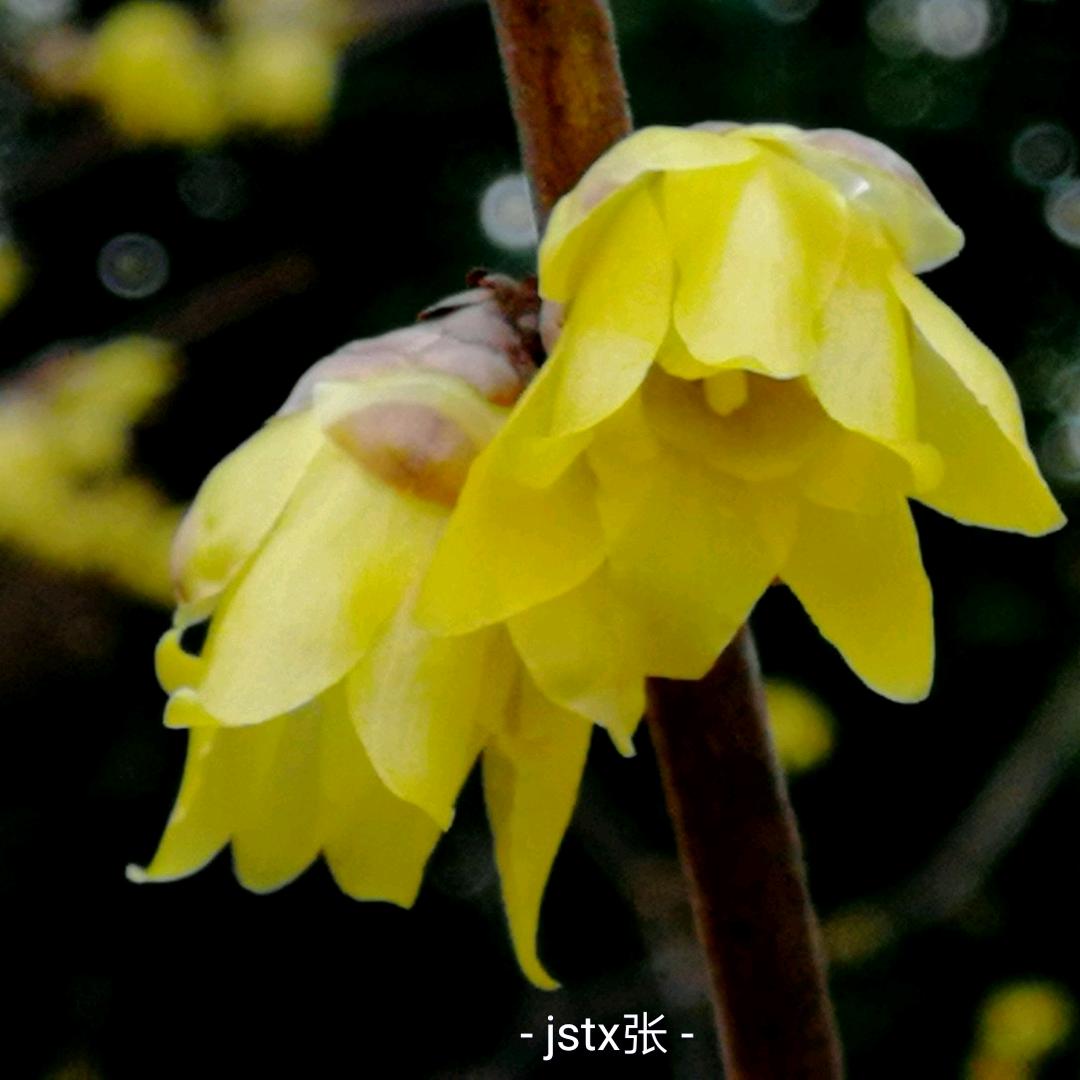 梅花（有你才好）