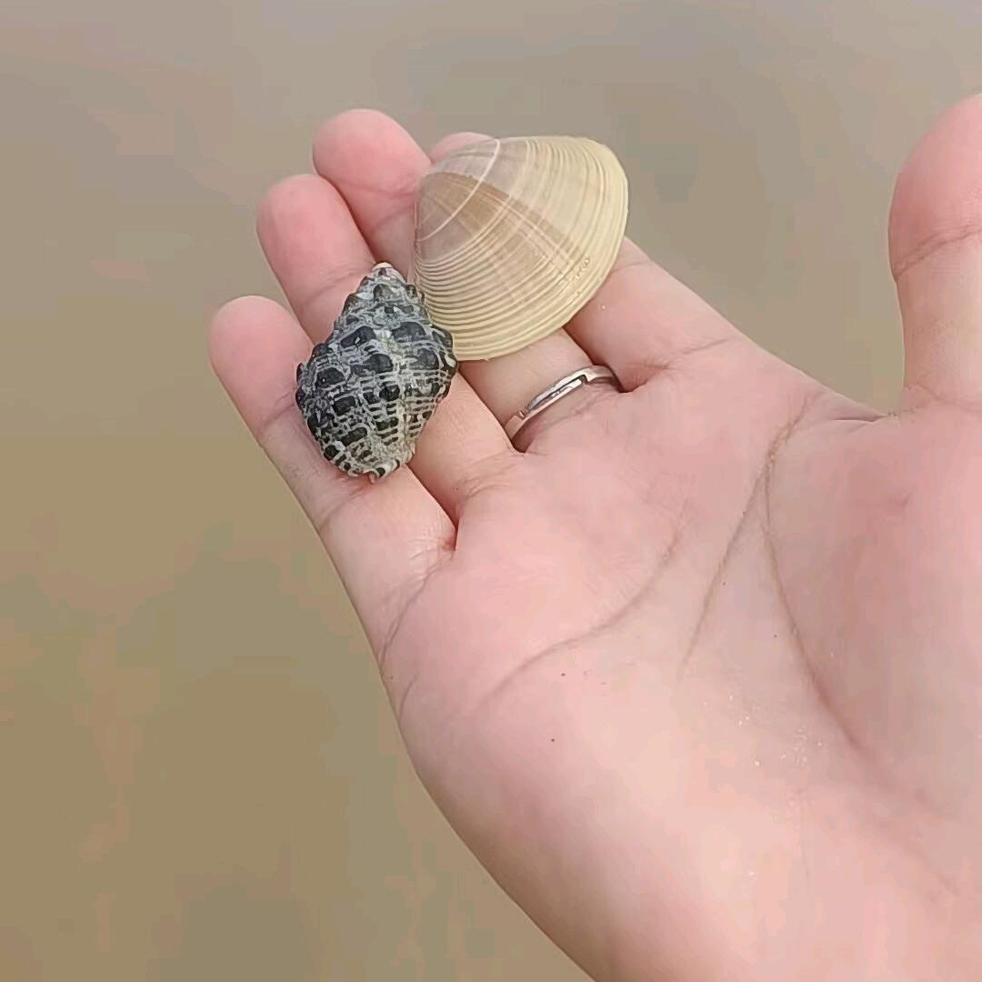 一只快乐的小羊🐏🌹🌹