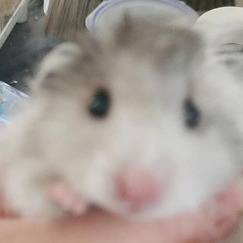 优良品种
