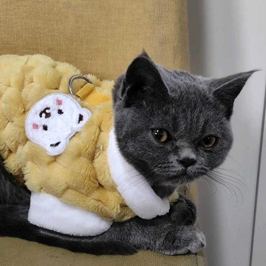 蓝精灵竹子🐱
