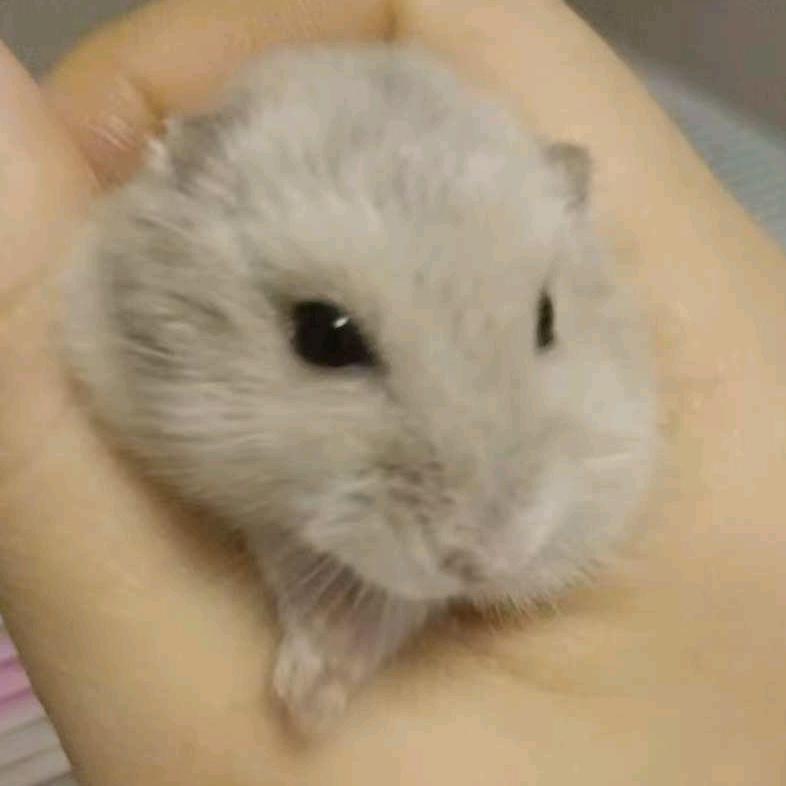 第五人格猫猫头