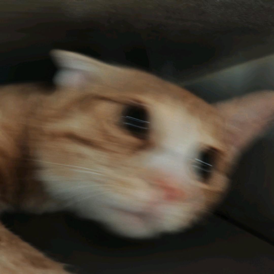 黄爪猫