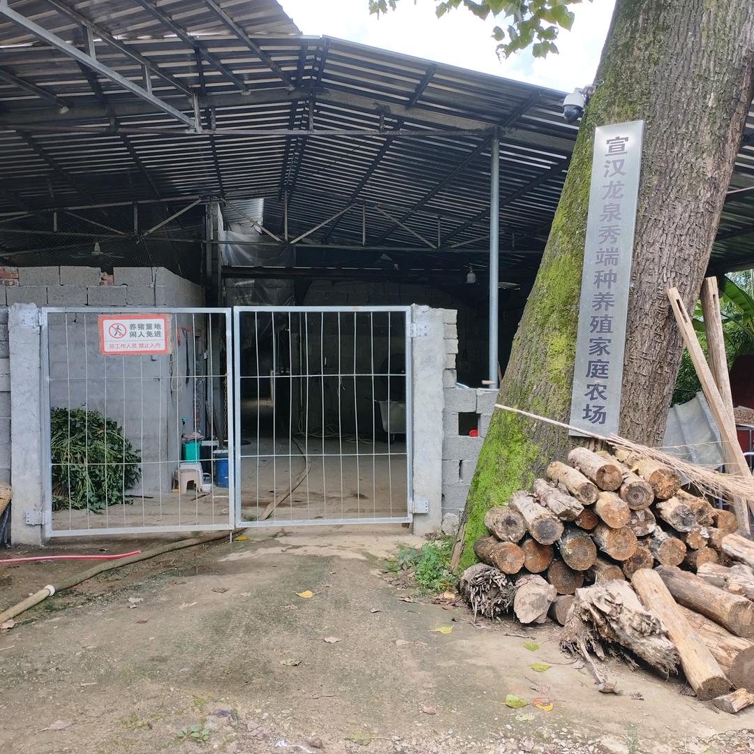 小杨