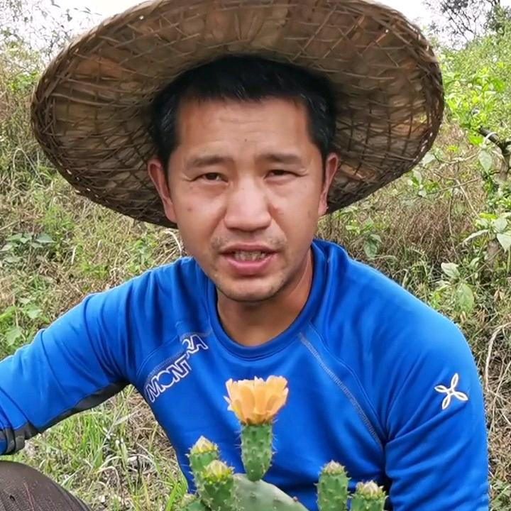 重庆水果仙人掌