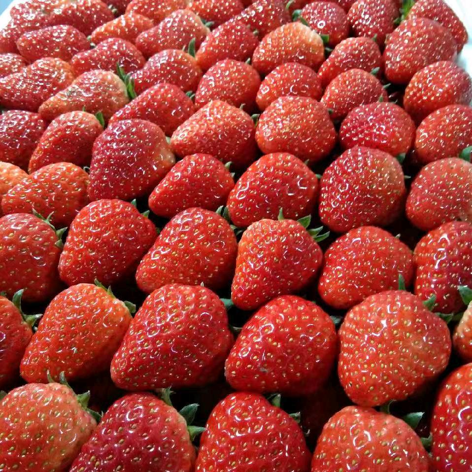 长丰县岩甜草莓