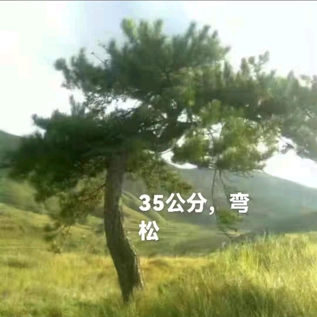 芳
