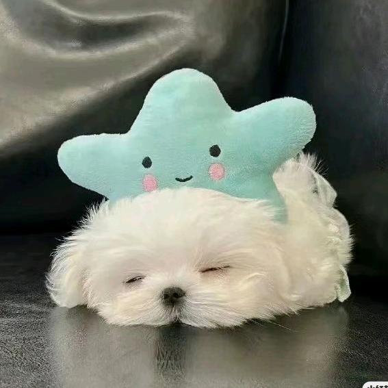 小狗在摇尾巴