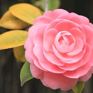 花🌸儿