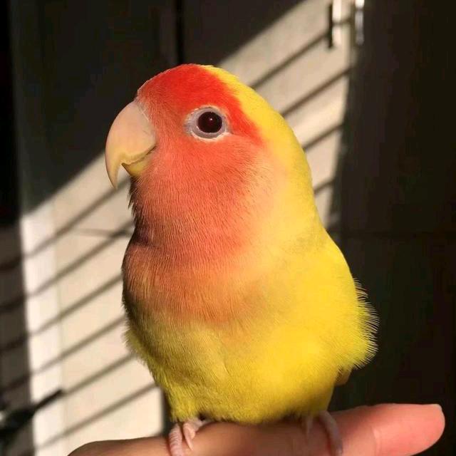 小黄Gai锆石轻奢美甲饰品