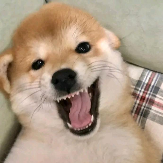 不吃肥肉（造神计划）