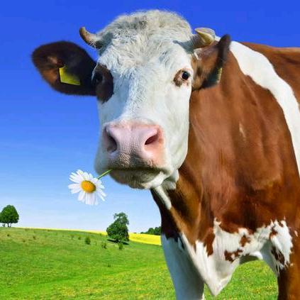 一手进口牛肉批发