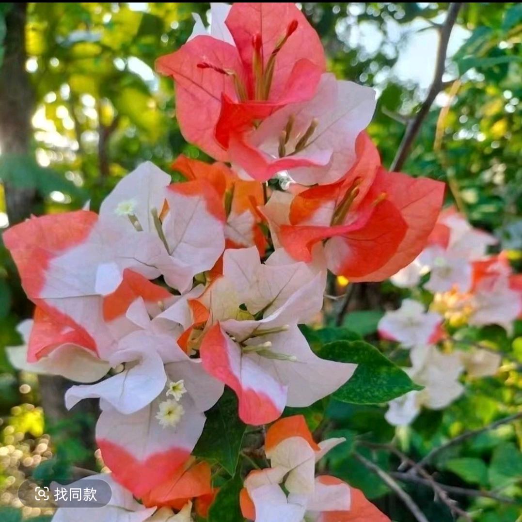 花期三角梅园艺