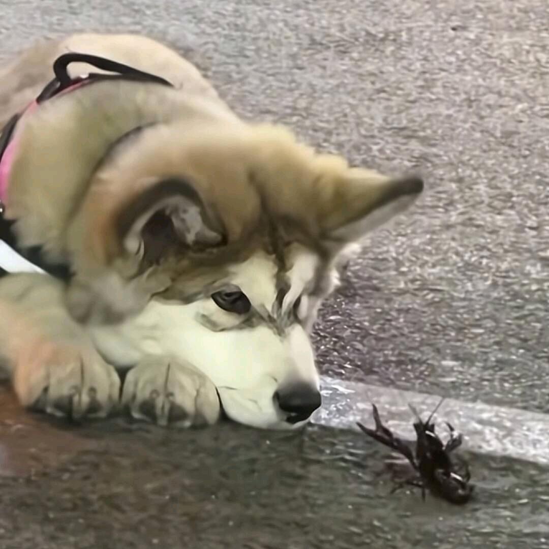 雾屿