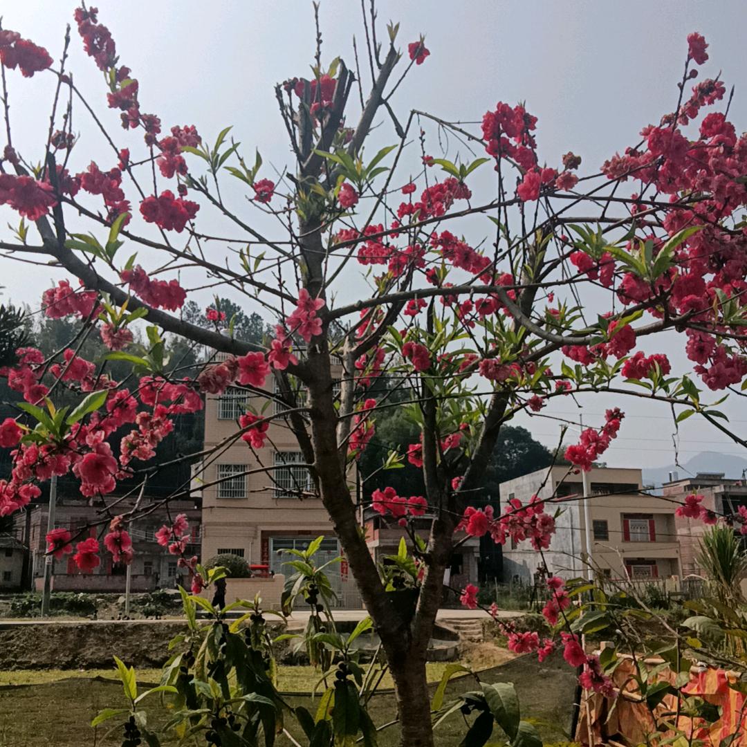 幸福哥