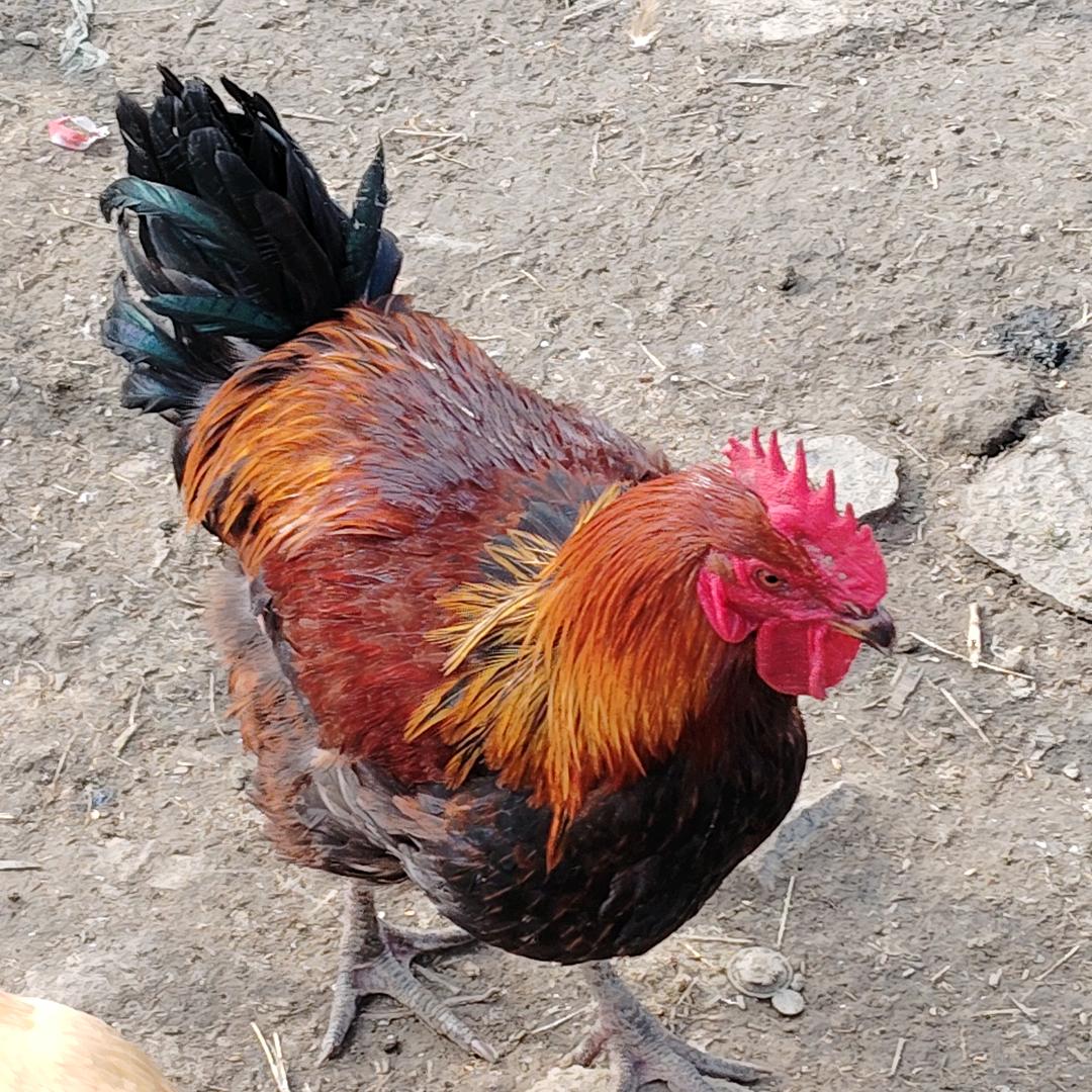原生态散养土鸡🐔