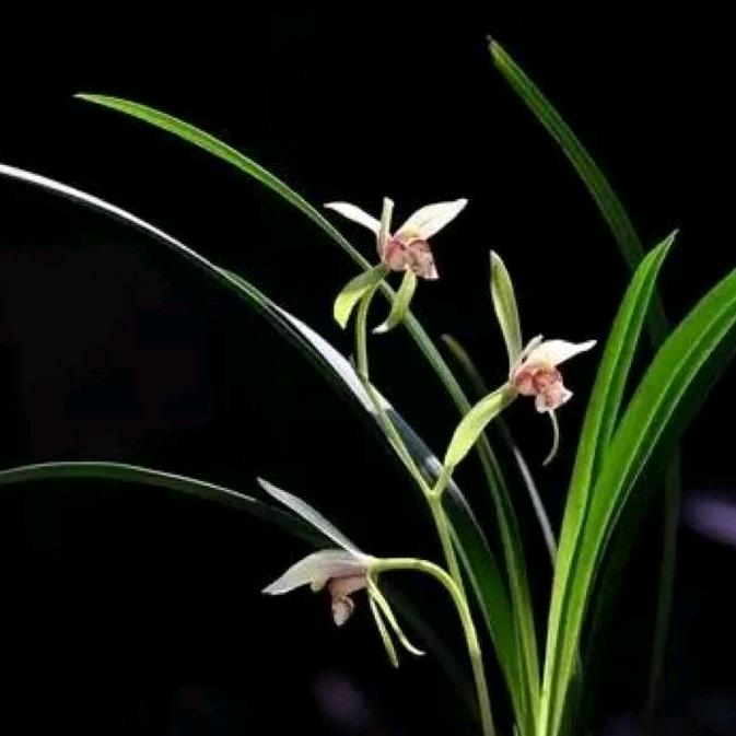 安然（徽州汪月波）