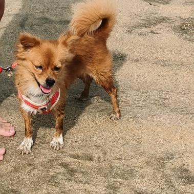 我亲爱的小狗我永远等你回家