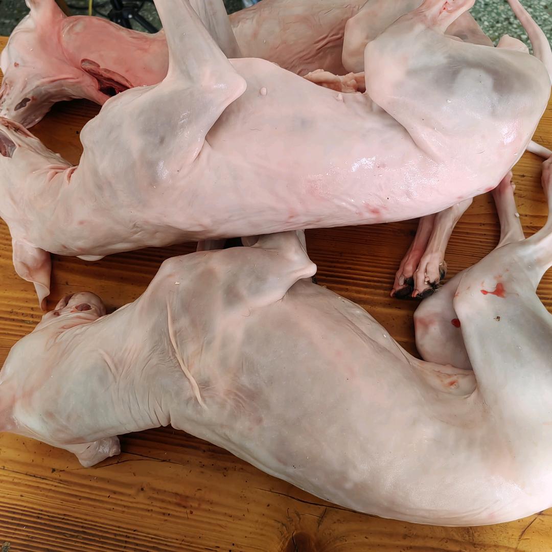 沛县特产生鲜狗肉