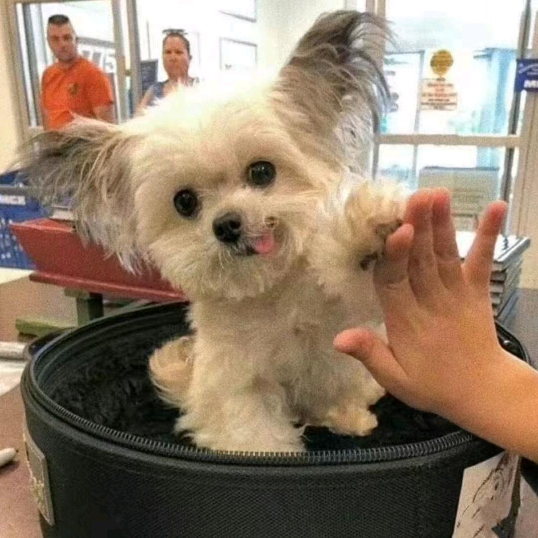 暮染轻纱