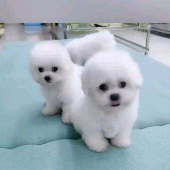 沛县尚琪宠物店