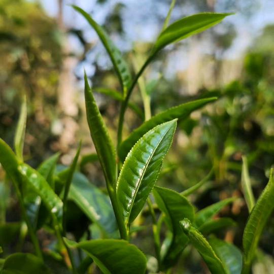 小张云南生态茶叶
