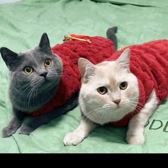 迷糊与小胆的日常