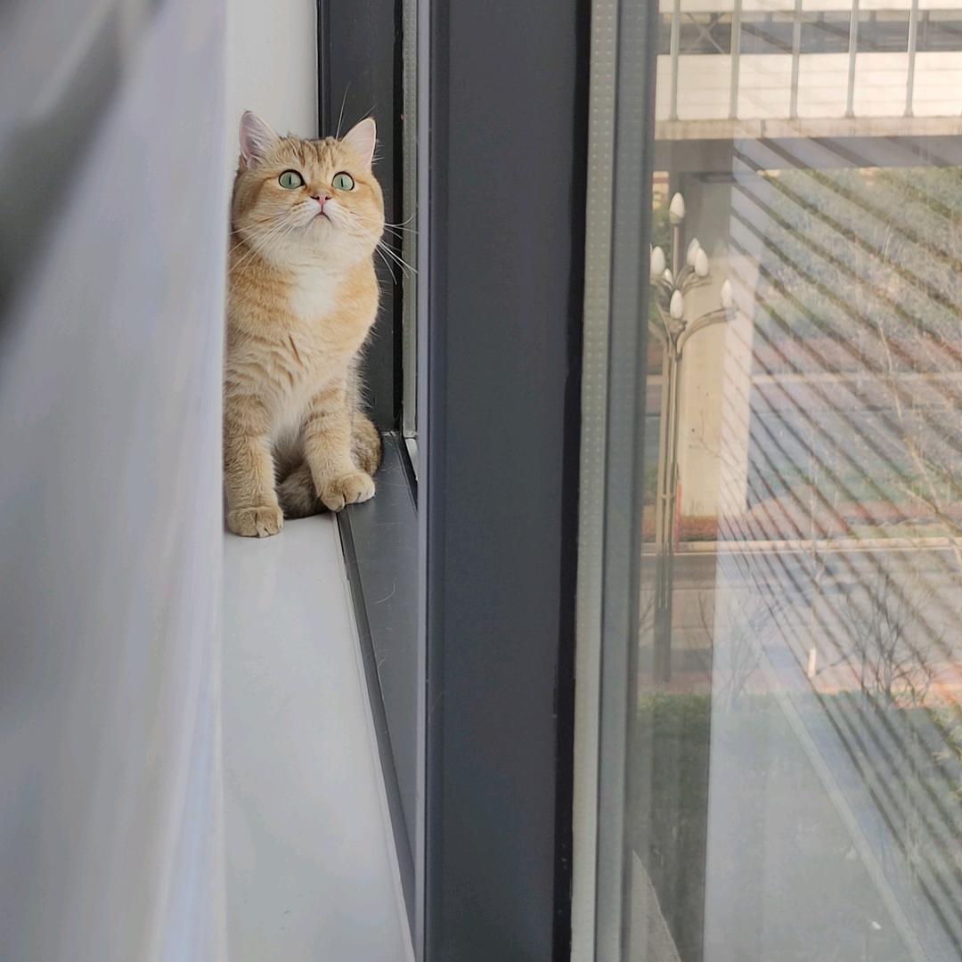 🐱高乐高不是喝的🍫
