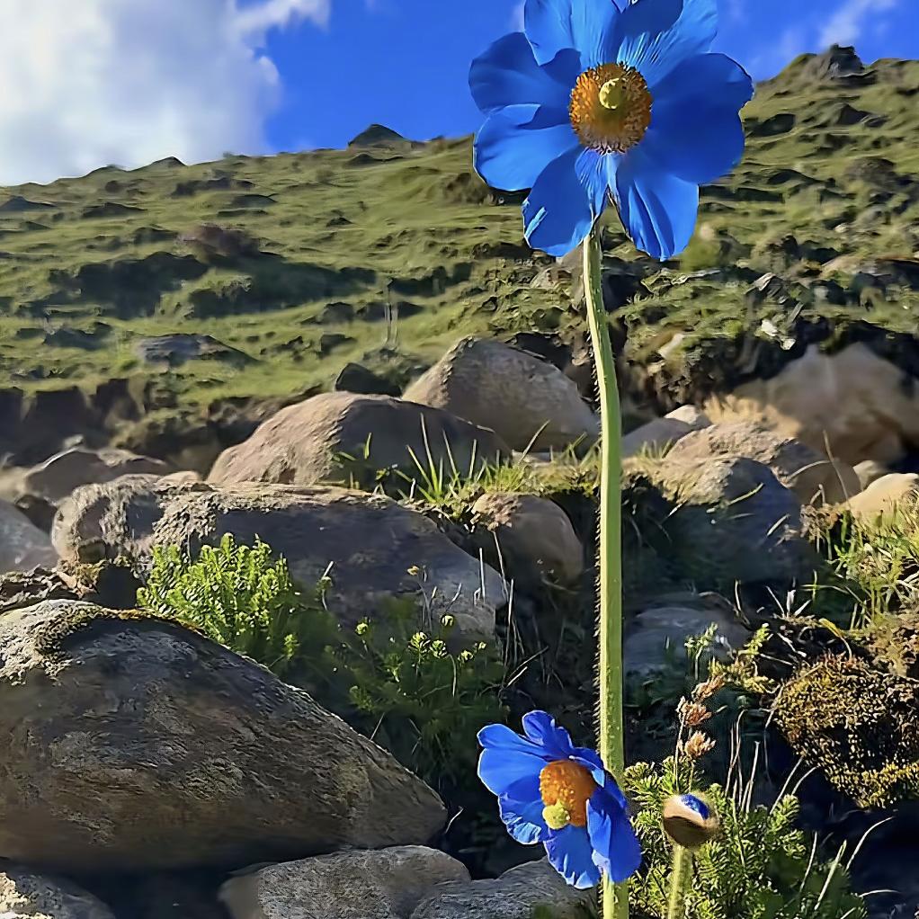 农夫山泉有点甜