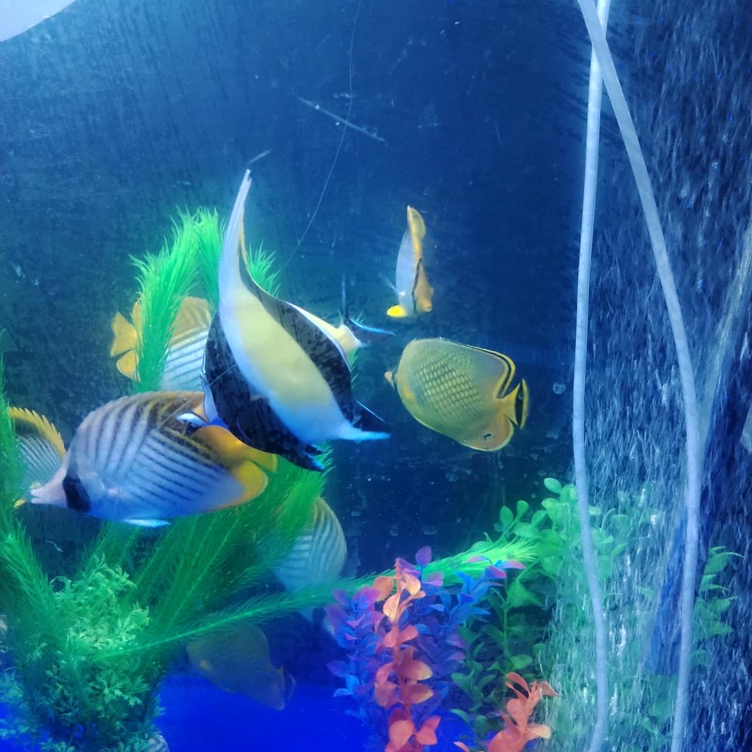 刺猬