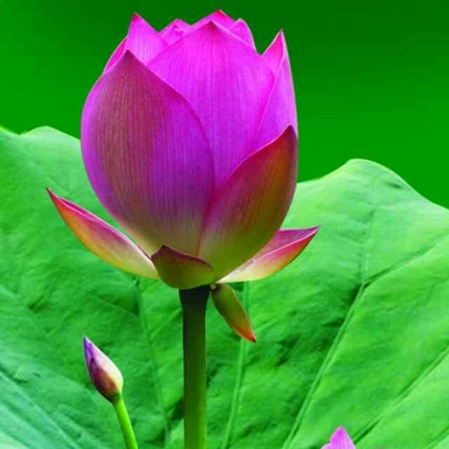 ❤️好❤️运❤️相❤️随❤