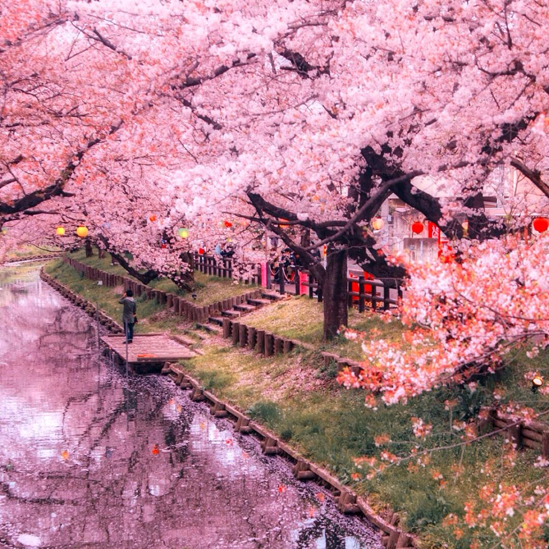 泽景^