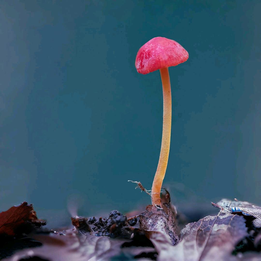 小杨萌物科普