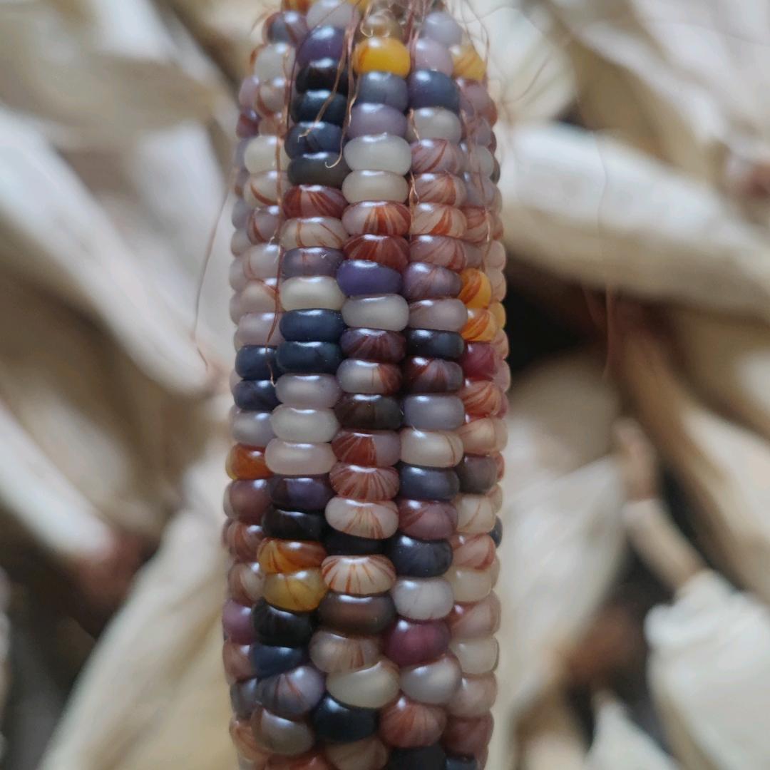 古农文玩玉米铺