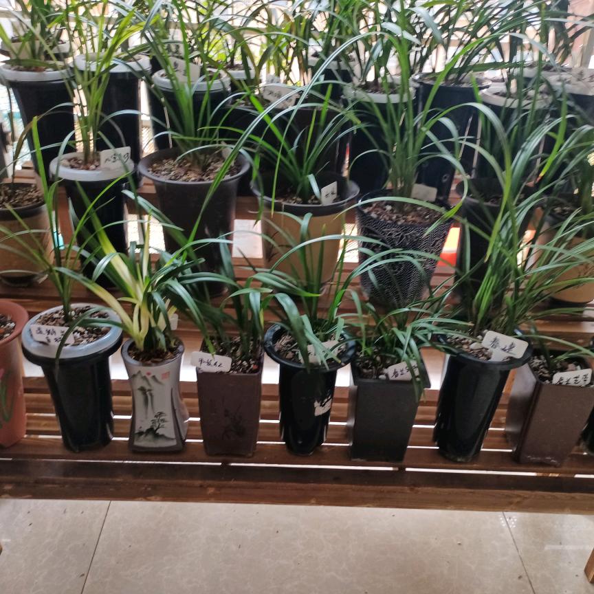 隔壁老玩