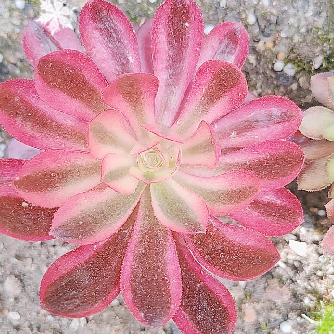幺哥