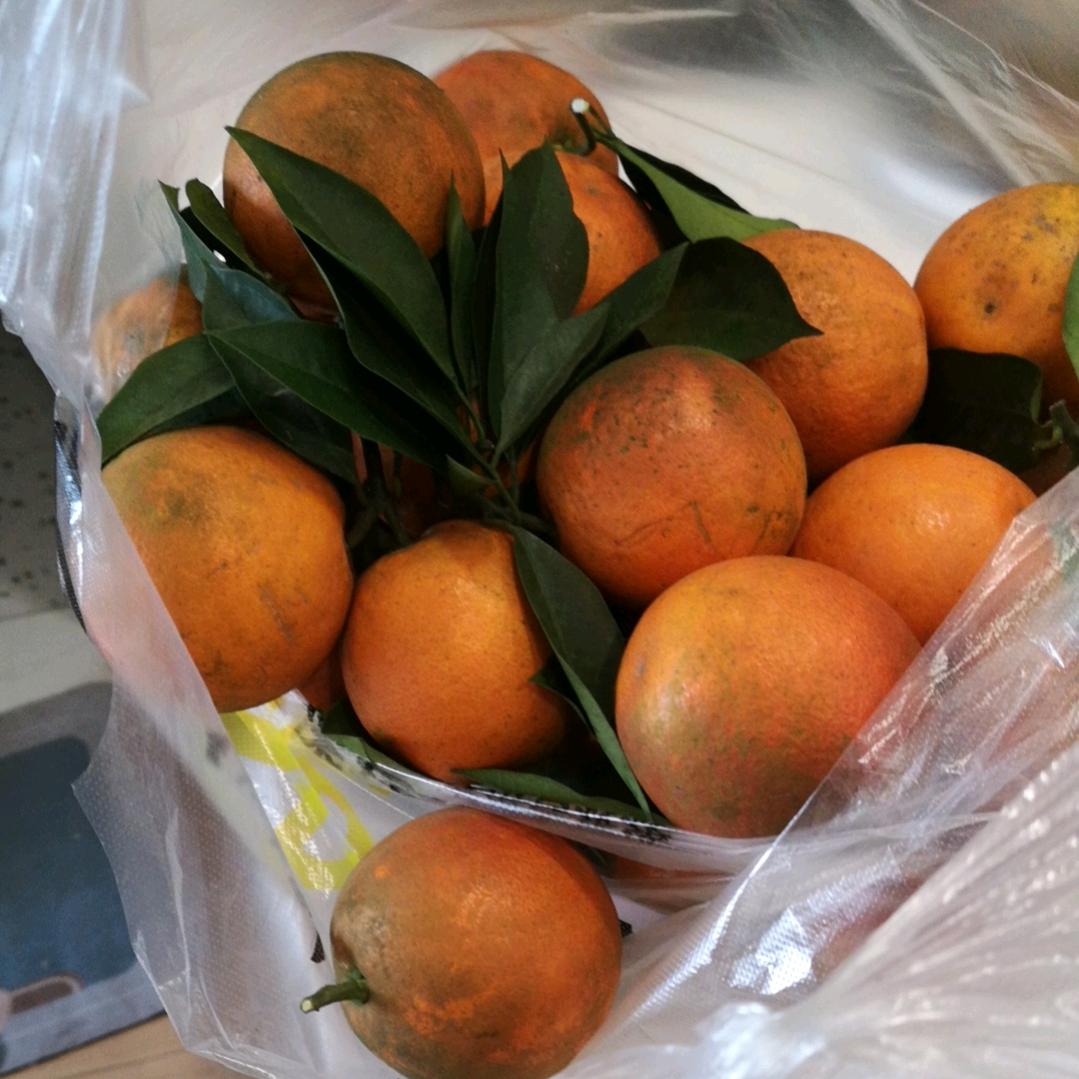 12斤广柑