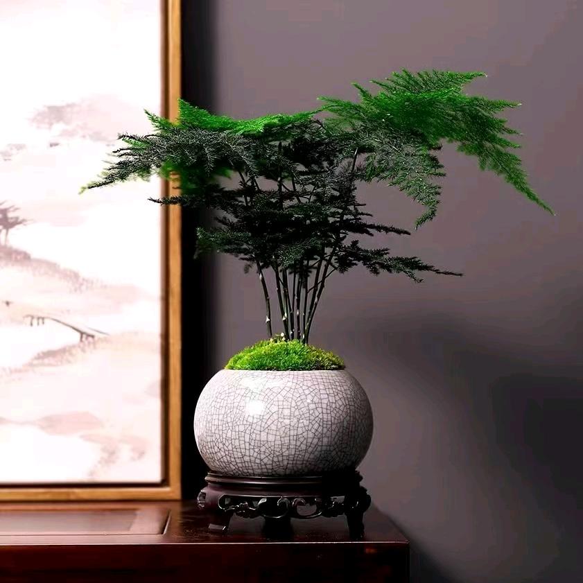 桐旭文学