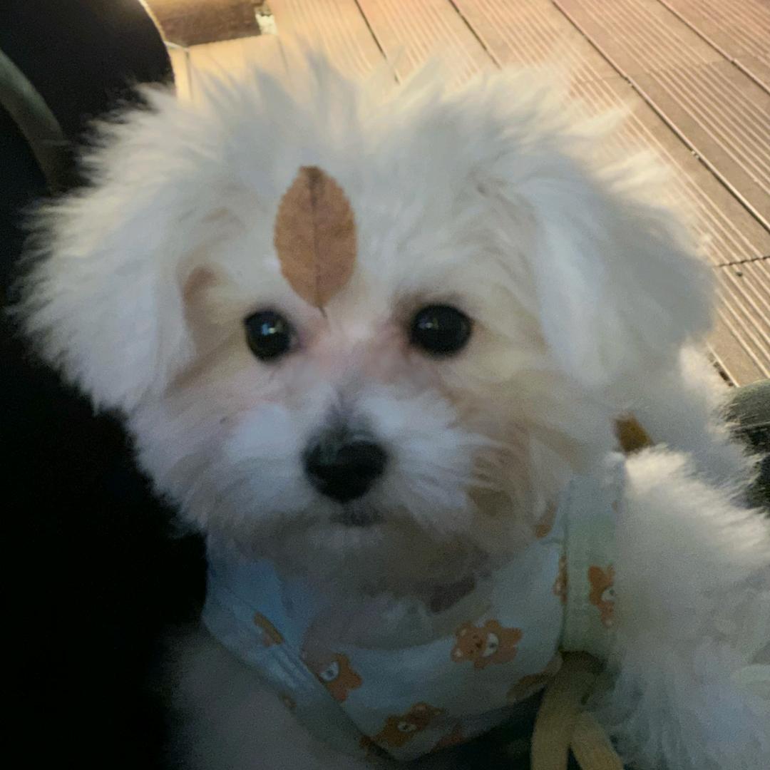 阿毛