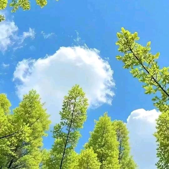 感情已停机💔爱情已欠费💔诺言是空号?