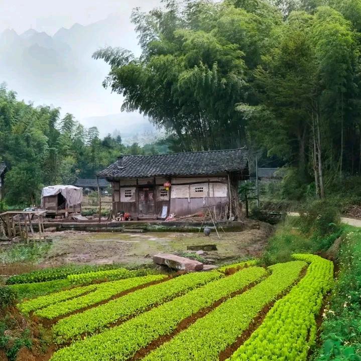 壹号铺子